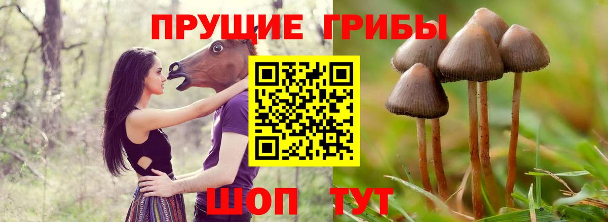 Златоуст  Галлюциногенные грибы Psilocybine cubensis  Вход с VPN 